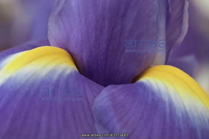 : Iris, A blue flower with yellow markings, a very : Iris, A blue flower with yellow markings, a very