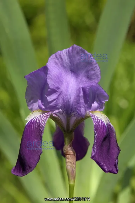 : Iris - close-up of flower : Iris - close-up of flower