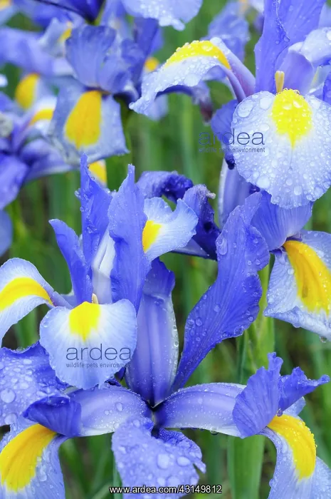 : Iris, Dutch Iris, Iris Nova Blue, Close up of blue coloure : Iris, Dutch Iris, Iris Nova Blue, Close up of blue coloure