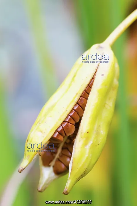 : Iris, Flag iris, Iris pseudacorus : Iris, Flag iris, Iris pseudacorus
