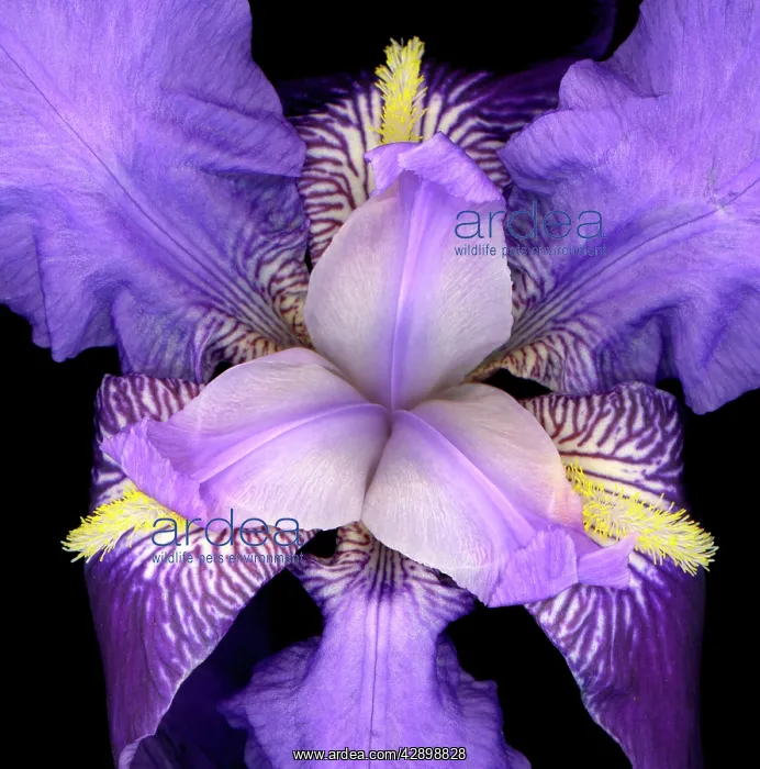  : Iris flower