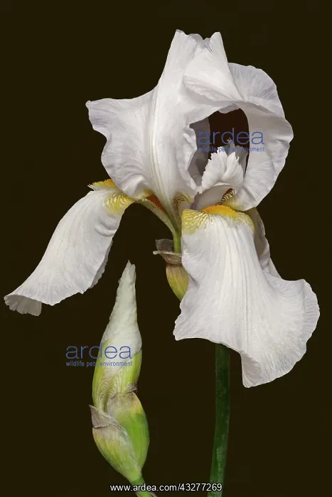 : Iris, German Bearded iris, Iris germanica : Iris, German Bearded iris, Iris germanica