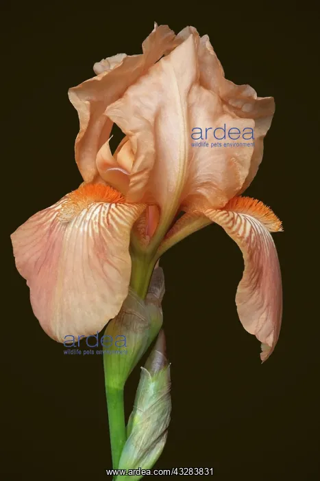 : Iris, German Bearded iris, Iris germanica : Iris, German Bearded iris, Iris germanica
