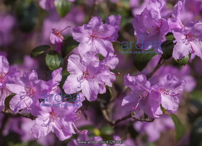 : Iris, German Bearded iris, Iris germanica : Iris, German Bearded iris, Iris germanica