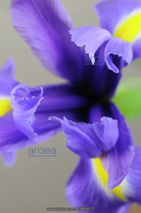 : Iris. Iris : Iris. Iris