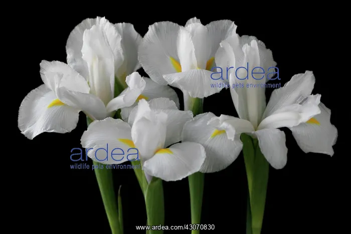 : Iris. Iris : Iris. Iris