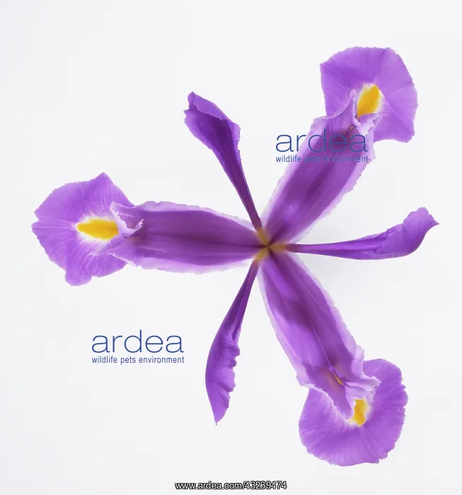 : Iris. Iris : Iris. Iris