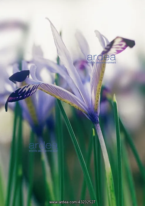 : Iris, Iris bakeriana : Iris, Iris bakeriana