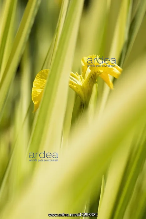 : Iris, Iris cultivar, Yellow subject, Green background : Iris, Iris cultivar, Yellow subject, Green background