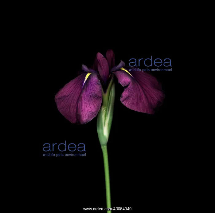 : Iris, Iris ensata variegate : Iris, Iris ensata variegate