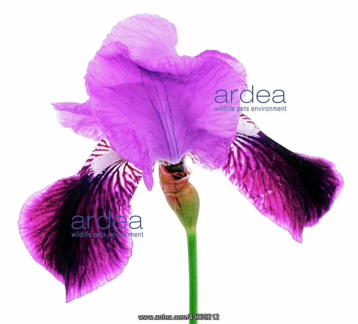 : Iris, Iris magic man : Iris, Iris magic man