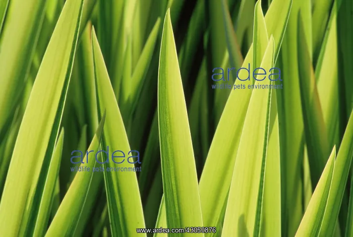 : Iris, Iris pseudacorus Variegata : Iris, Iris pseudacorus Variegata
