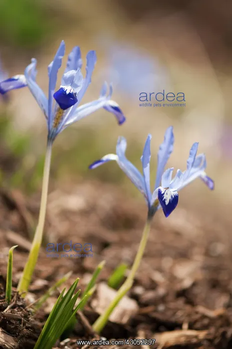  : Iris, Iris reticulata