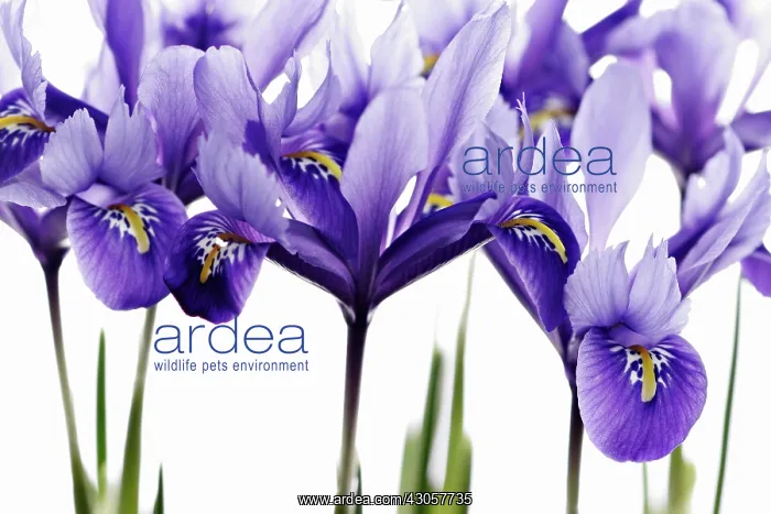 : Iris, Iris reticulata : Iris, Iris reticulata
