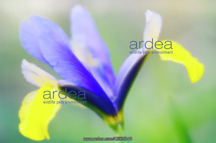  : Iris, Iris reticulata