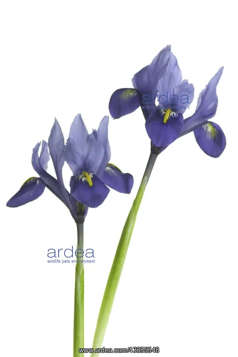  : Iris, Iris reticulata Harmony