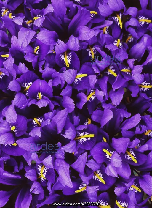 : Iris, Iris reticulata Harmony, Blue subject : Iris, Iris reticulata Harmony, Blue subject