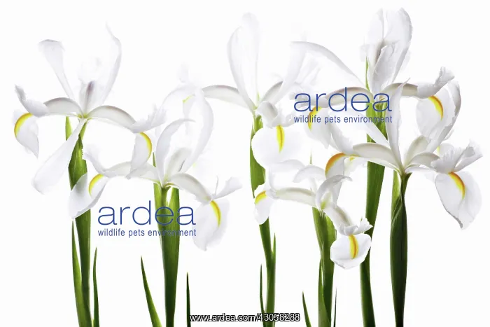 : Iris, Iris Reticulata Nataschaa : Iris, Iris Reticulata Nataschaa