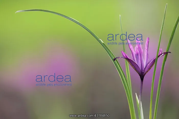 : Iris, Iris reticulata PaulineI, Side view of one : Iris, Iris reticulata PaulineI, Side view of one