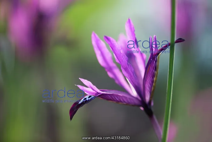 : Iris, Iris reticulata PaulineI, Side view of one : Iris, Iris reticulata PaulineI, Side view of one