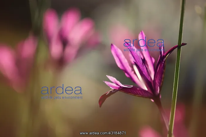: Iris, Iris reticulata PaulineI, Side view of one : Iris, Iris reticulata PaulineI, Side view of one