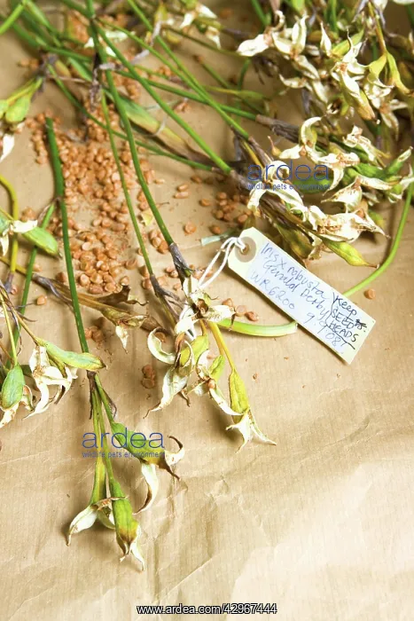 : Iris, Iris robusta : Iris, Iris robusta