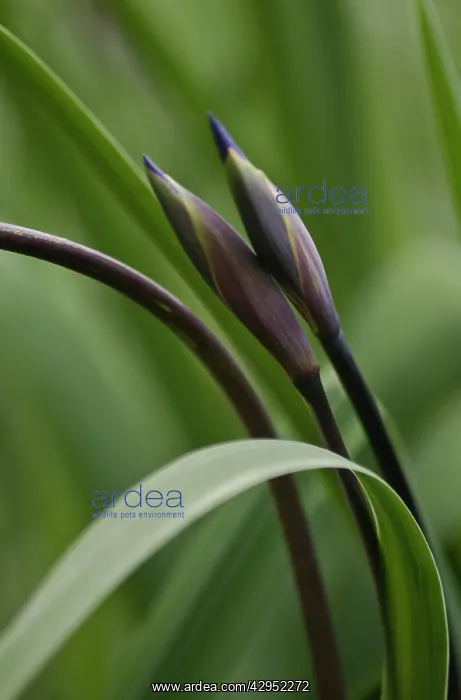 : Iris, Iris robusta Gerald Darby : Iris, Iris robusta Gerald Darby