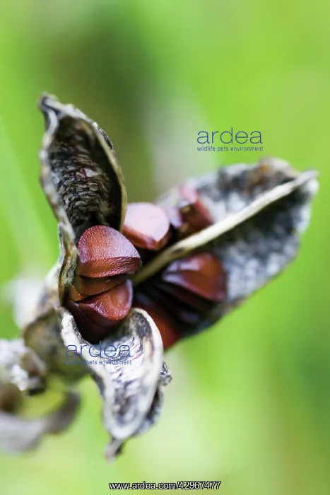 : Iris, Iris sanguinea : Iris, Iris sanguinea