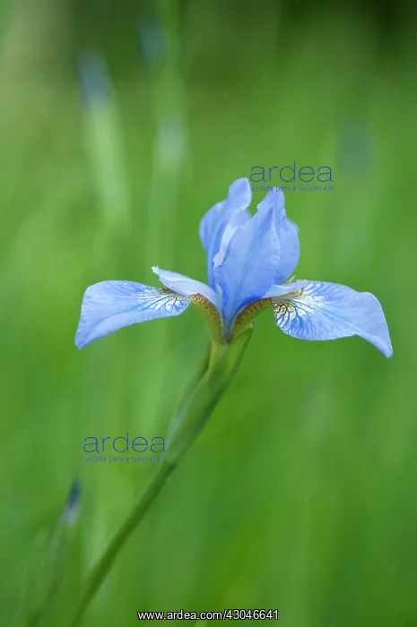: Iris, Iris sibirica Canonbury Belle : Iris, Iris sibirica Canonbury Belle