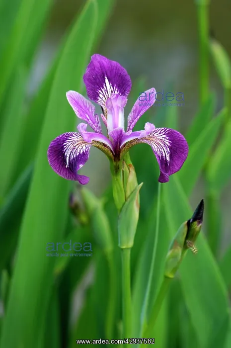 : Iris (Iris sibirica). East Sussex garden, UK : Iris (Iris sibirica). East Sussex garden, UK