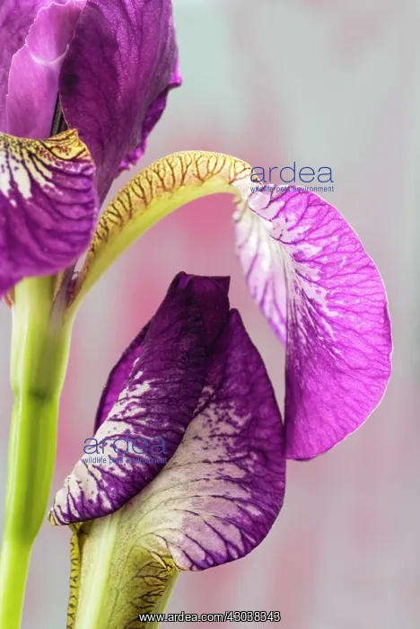: Iris, Iris sibirica Eric the Red : Iris, Iris sibirica Eric the Red