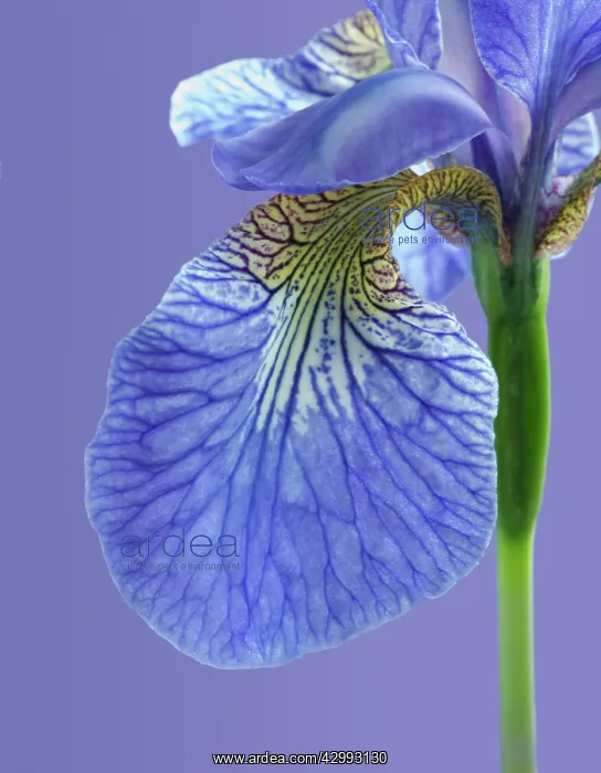 : Iris, Iris sibirica Sparkling rose : Iris, Iris sibirica Sparkling rose