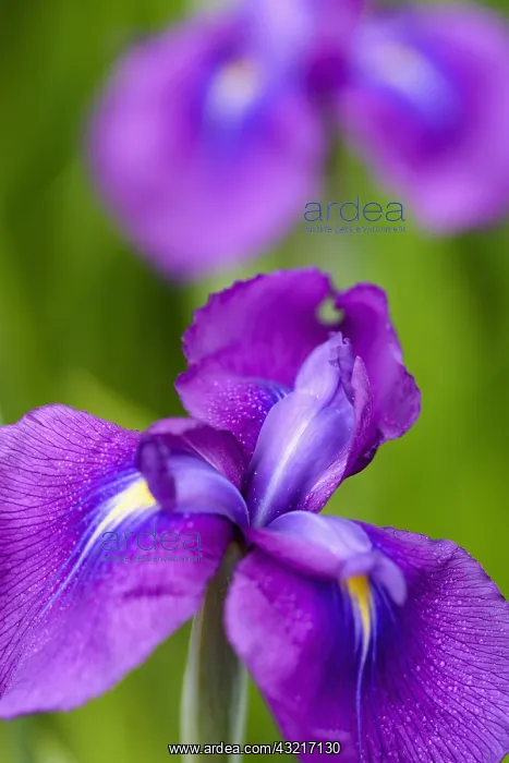 : Iris, Japanese water iris, Iris ensata var. spontanea : Iris, Japanese water iris, Iris ensata var. spontanea