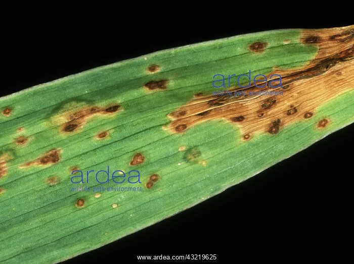: Iris leaf spot : Iris leaf spot