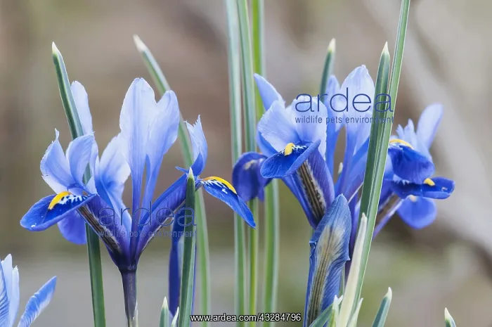  : Iris reticulata, Blue flowers growing outdoor.----
