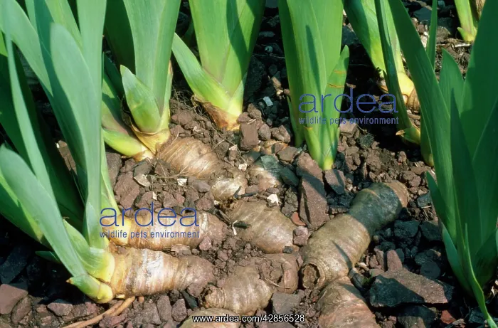  : Iris - Rhizomes, swollen stems