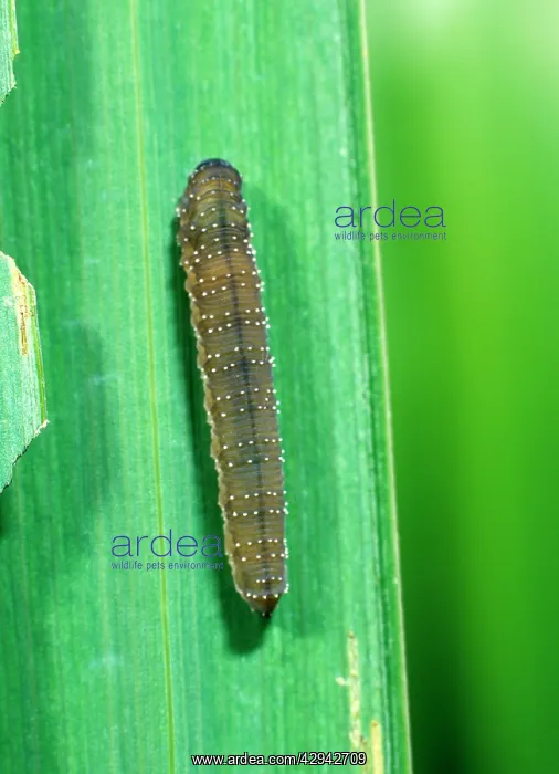 : Iris sawfly larva feeding on flag iris leaves : Iris sawfly larva feeding on flag iris leaves