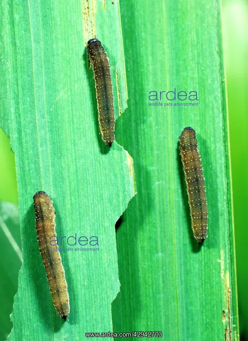 : Iris sawfly larvae feeding on flag iris leaves : Iris sawfly larvae feeding on flag iris leaves