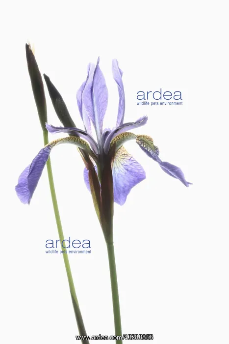 : Iris, Siberian Flag, Iris sibirica, Mauve subject : Iris, Siberian Flag, Iris sibirica, Mauve subject