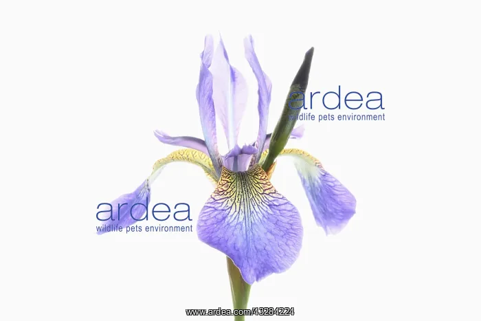 : Iris, Siberian Flag, Iris sibirica, Mauve subject : Iris, Siberian Flag, Iris sibirica, Mauve subject