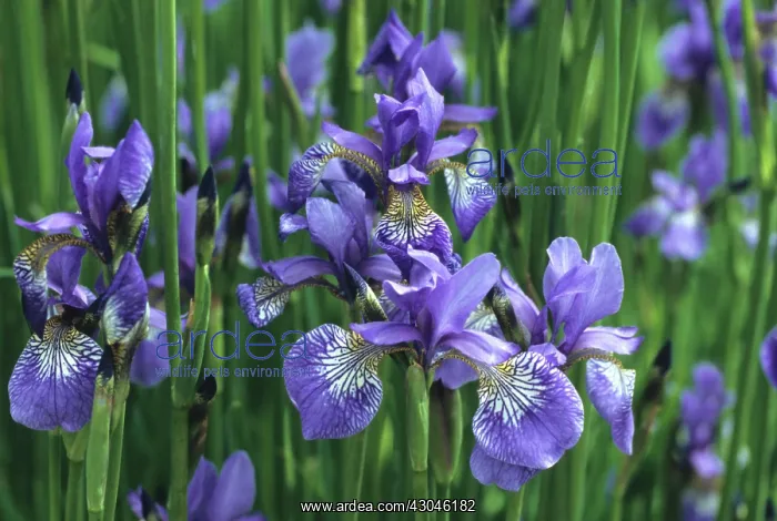 : Iris, Siberian iris, Iris sibirica : Iris, Siberian iris, Iris sibirica