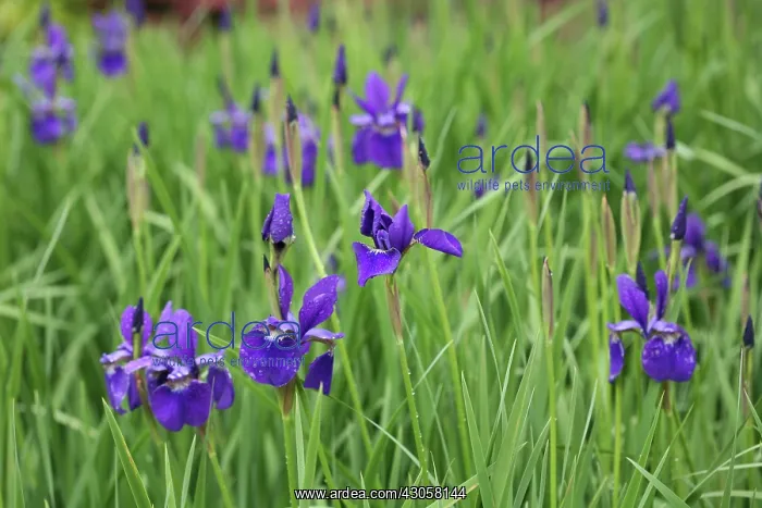 : Iris, Siberian iris, Iris sibirica : Iris, Siberian iris, Iris sibirica