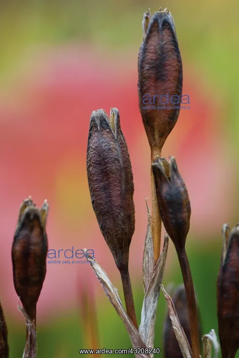 : Iris, Siberian iris, Iris sibirica Caesar's Brother : Iris, Siberian iris, Iris sibirica Caesar's Brother