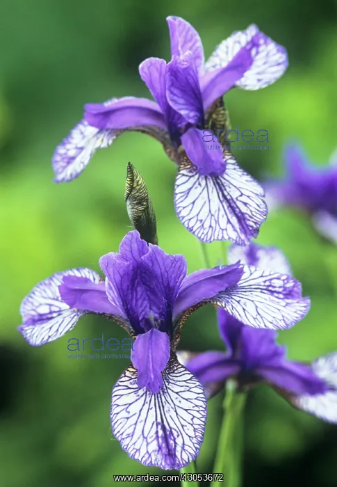 : Iris, Siberian iris, Iris sibirica Flight of Butterflies : Iris, Siberian iris, Iris sibirica Flight of Butterflies