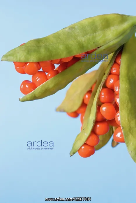 : Iris, Stinking iris, Iris foetidissima : Iris, Stinking iris, Iris foetidissima