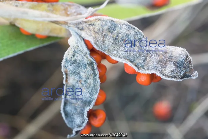 : Iris, Stinking iris, Iris foetidissima : Iris, Stinking iris, Iris foetidissima
