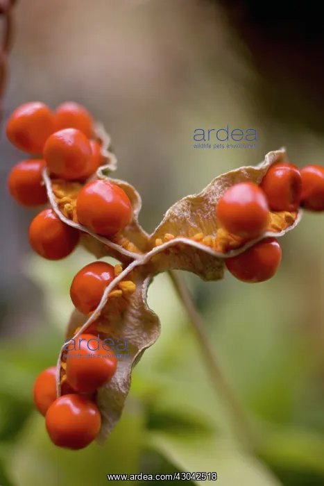 : Iris, Stinking iris, Iris foetidissima : Iris, Stinking iris, Iris foetidissima
