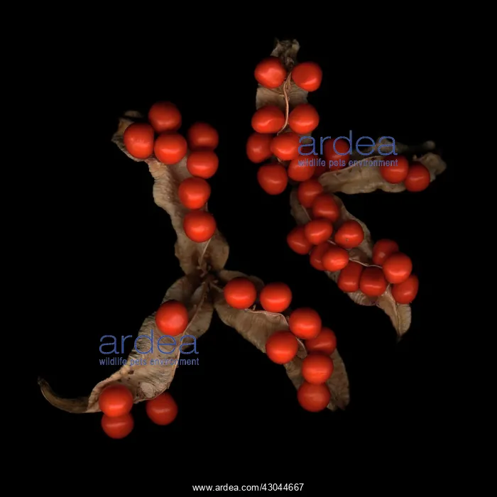 : Iris, Stinking iris, Iris foetidissima : Iris, Stinking iris, Iris foetidissima