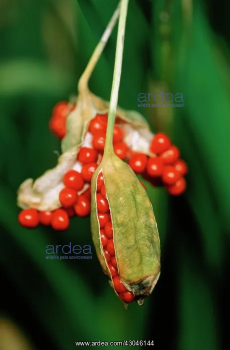 : Iris, Stinking iris, Iris foetidissima : Iris, Stinking iris, Iris foetidissima