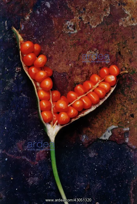 : Iris, Stinking iris, Iris foetidissima : Iris, Stinking iris, Iris foetidissima